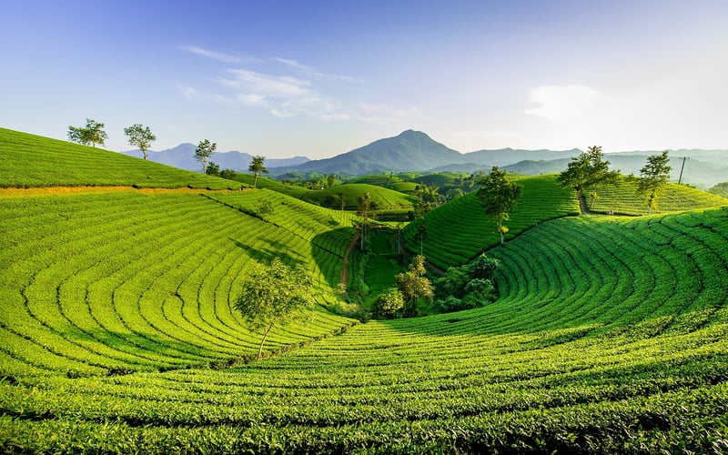 Green Tea