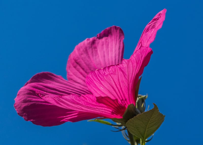 Hibiscus Tea